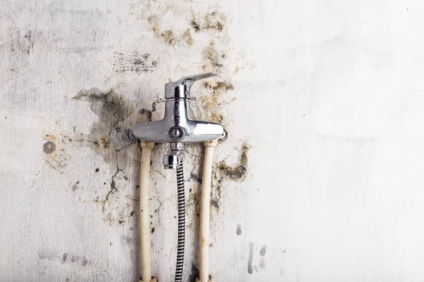 Best Post-Flood Mold Remediation in Chatham, VA