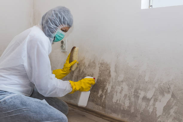 Best Commercial Mold Remediation in Chatham, VA