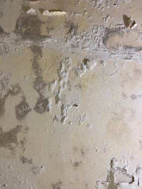 Best Kitchen Mold Remediation in Chatham, VA