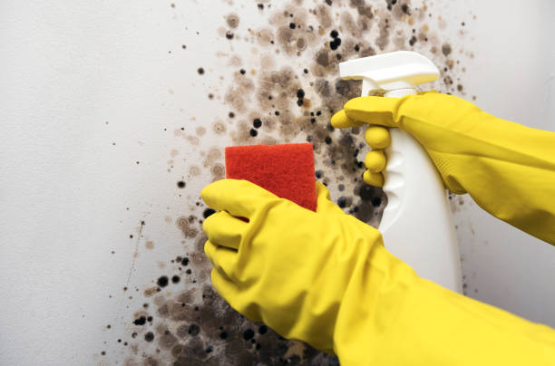 Best Residential Mold Remediation in Chatham, VA