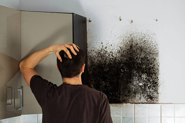Best Post-Flood Mold Remediation in Chatham, VA
