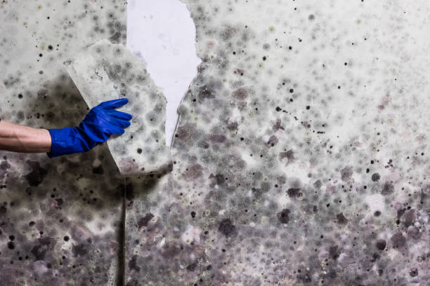 Best Health and Safety Mold Remediation in Chatham, VA