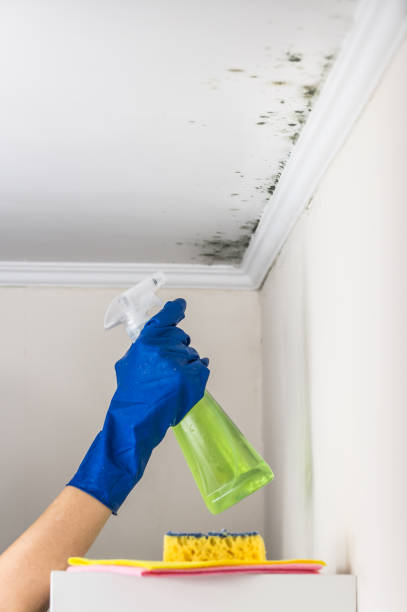 Best Emergency Mold Remediation in Chatham, VA